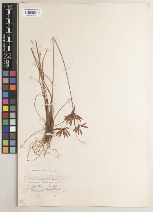 Cyperus flavidus Retz. - BM015153130