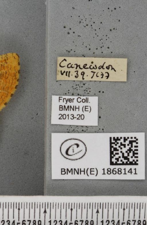Angerona prunaria (Linnaeus, 1758) - BMNHE_1868141_label_440950