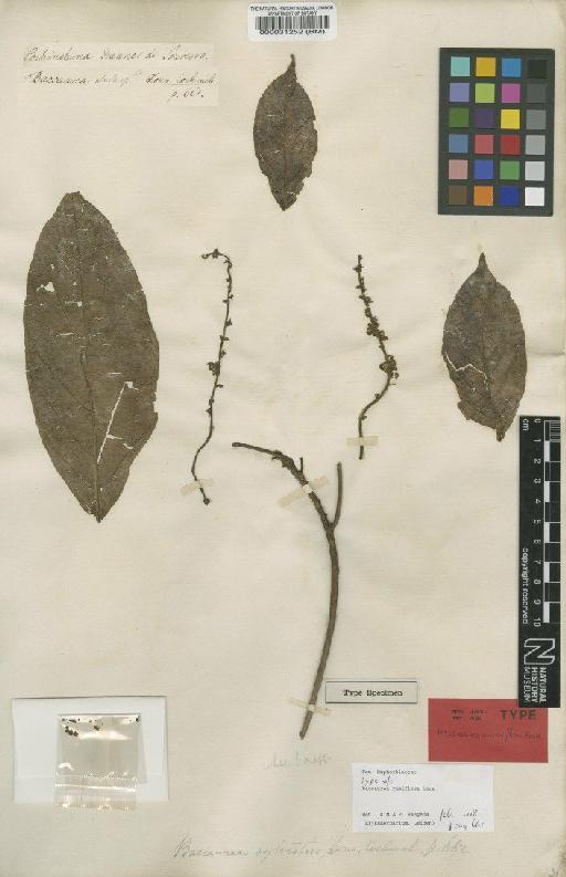 Baccaurea ramiflora Lour. - BM000031252