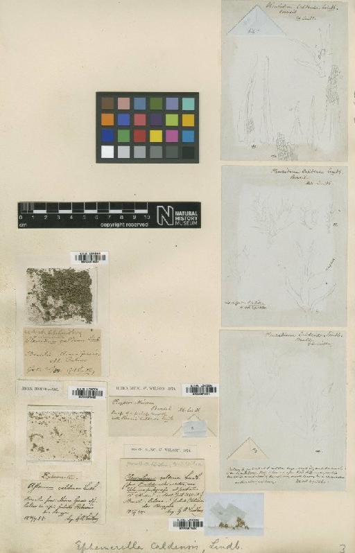 Pseudephemerum caldense (Müll.Hal.) Broth. - BM000879059_a