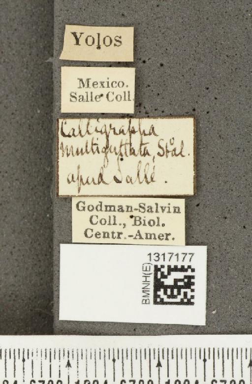 Calligrapha (Polyspila) multiguttata Stål, 1859 - BMNHE_1317177_label_15914