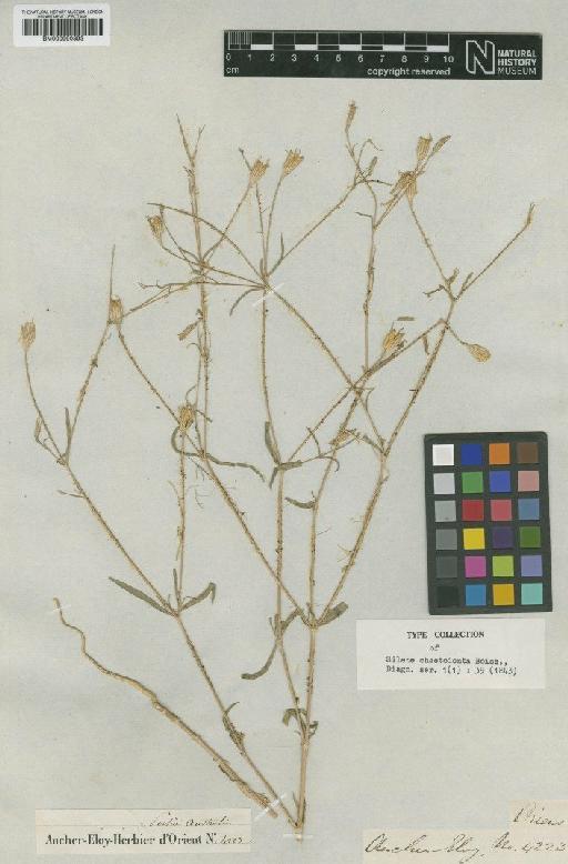 Silene chaetodonta Boiss. - BM000990893