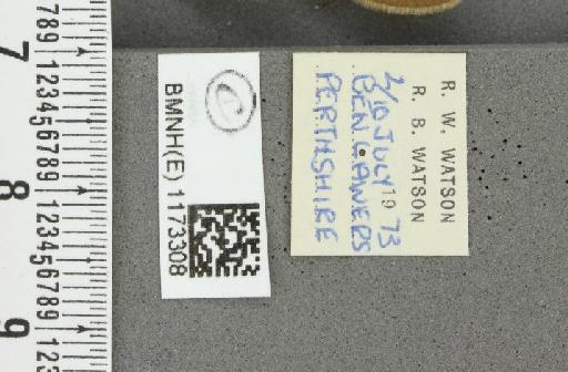 Erebia epiphron mnemon f. scotica Cooke, 1943 - BMNHE_1173308_label_29260