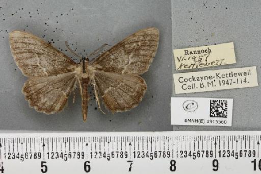 Alcis repandata repandata (Linnaeus, 1758) - BMNHE_1915560_476152