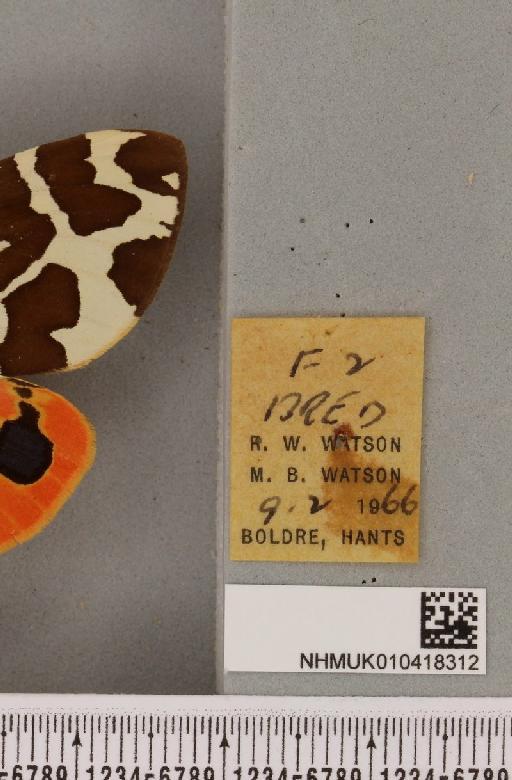 Arctia caja (Linnaeus, 1758) - NHMUK_010418312_label_530943