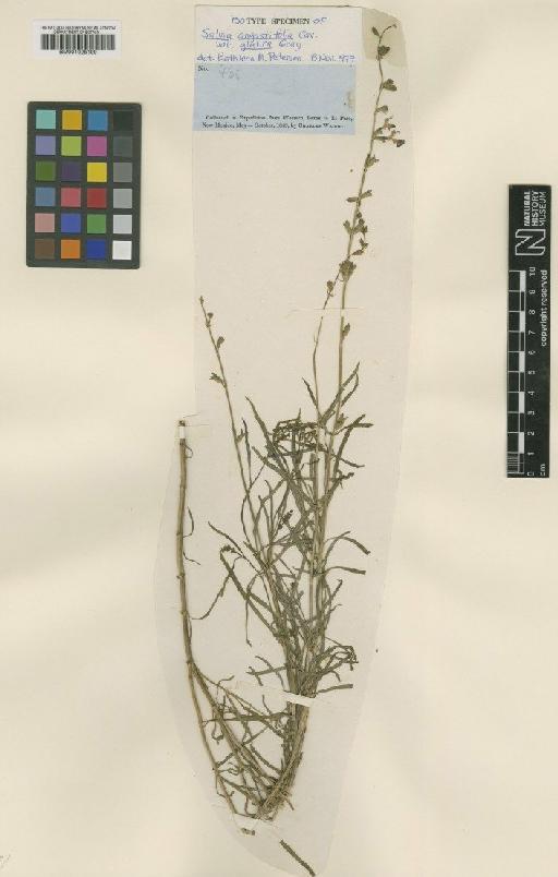 Salvia angustifolia var. glabra A.Gray - BM001025199