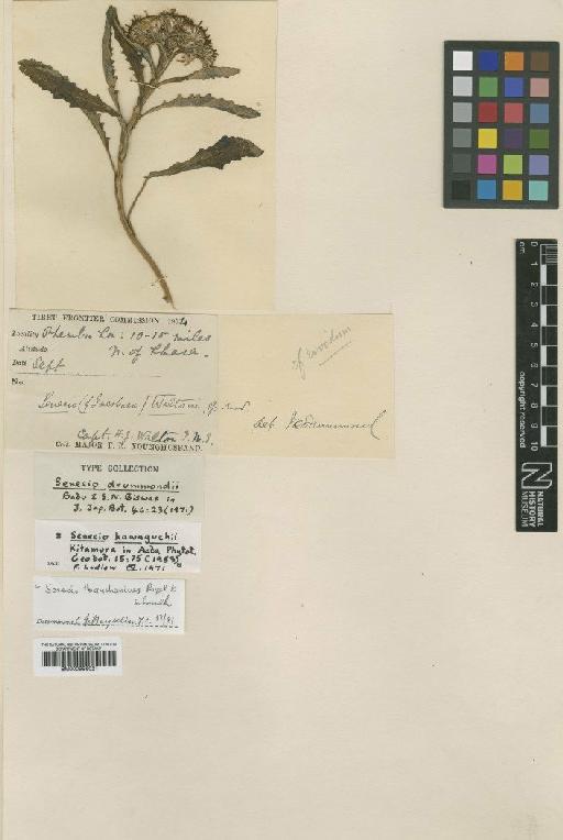 Senecio thianscharicus Regel & Schmalh. - BM000996021