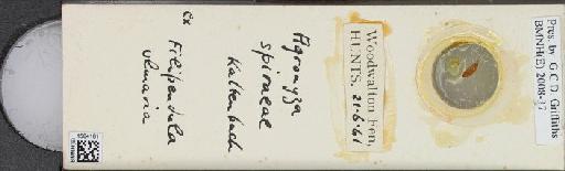 Agromyza potentillae (Kaltenbach, 1864) - BMNHE_1504101_59256