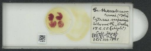 Parthenolecanium corni (Bouche, 1844) - 010137654_117397_1101018