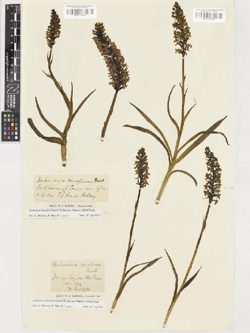 Gymnadenia borealis (Druce) R.M.Bateman, Pridgeon & M.W.Chase - BM001116824