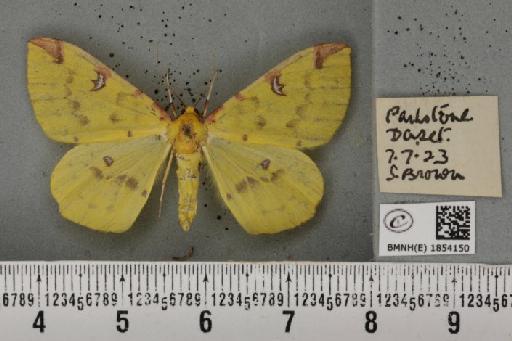 Opisthograptis luteolata (Linnaeus, 1758) - BMNHE_1854150_428083