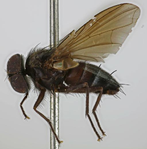 Ebenia fumata (van der Wulp, 1895) - Ebenia fumata HT lateral