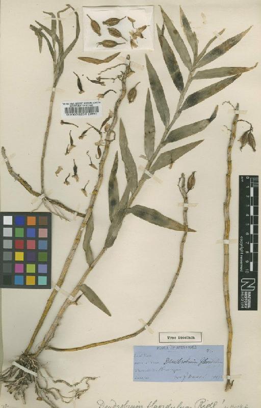 Dendrobium flavidulum Ridl. ex Hook.f. - BM000038253