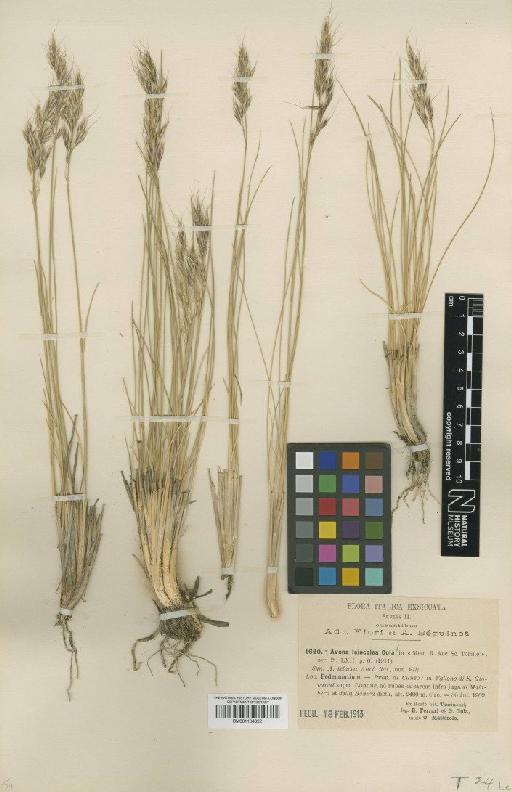 Helictotrichon setaceum (Vill.) Henrard - BM001134022