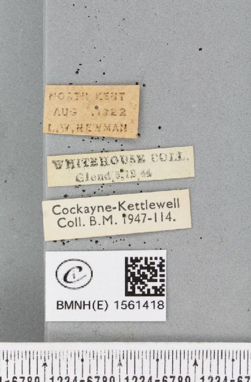 Leucoma salicis (Linnaeus, 1758) - BMNHE_1561418_label_251065