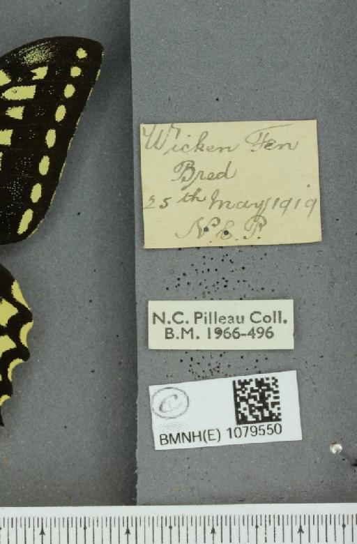 Papilio machaon britannicus Seitz, 1907 - BMNHE_1079550_label_64934