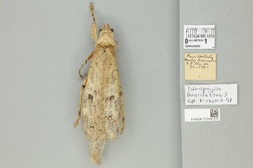 Sathrophyllia femorata (Fabricius, 1787) - 012498128_73585_93332