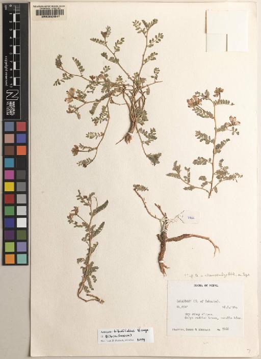 Astragalus L. - BM000600847