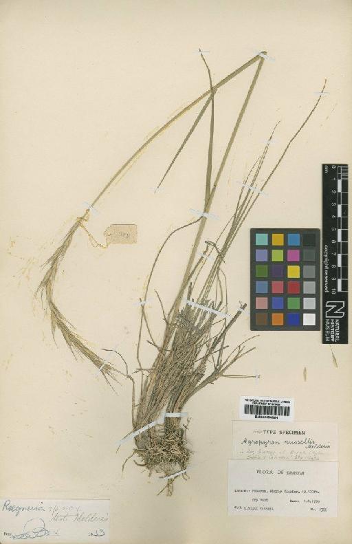 Elymus russellii (Melderis) Cope - BM000884564