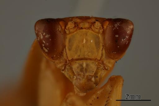 Orthodera gracilis Giglio-Tos, 1917 - 013805552_Orthodera_gracilis_Anterior_head_Syntype