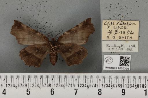 Selenia dentaria (Fabricius, 1775) - BMNHE_1885320_445240