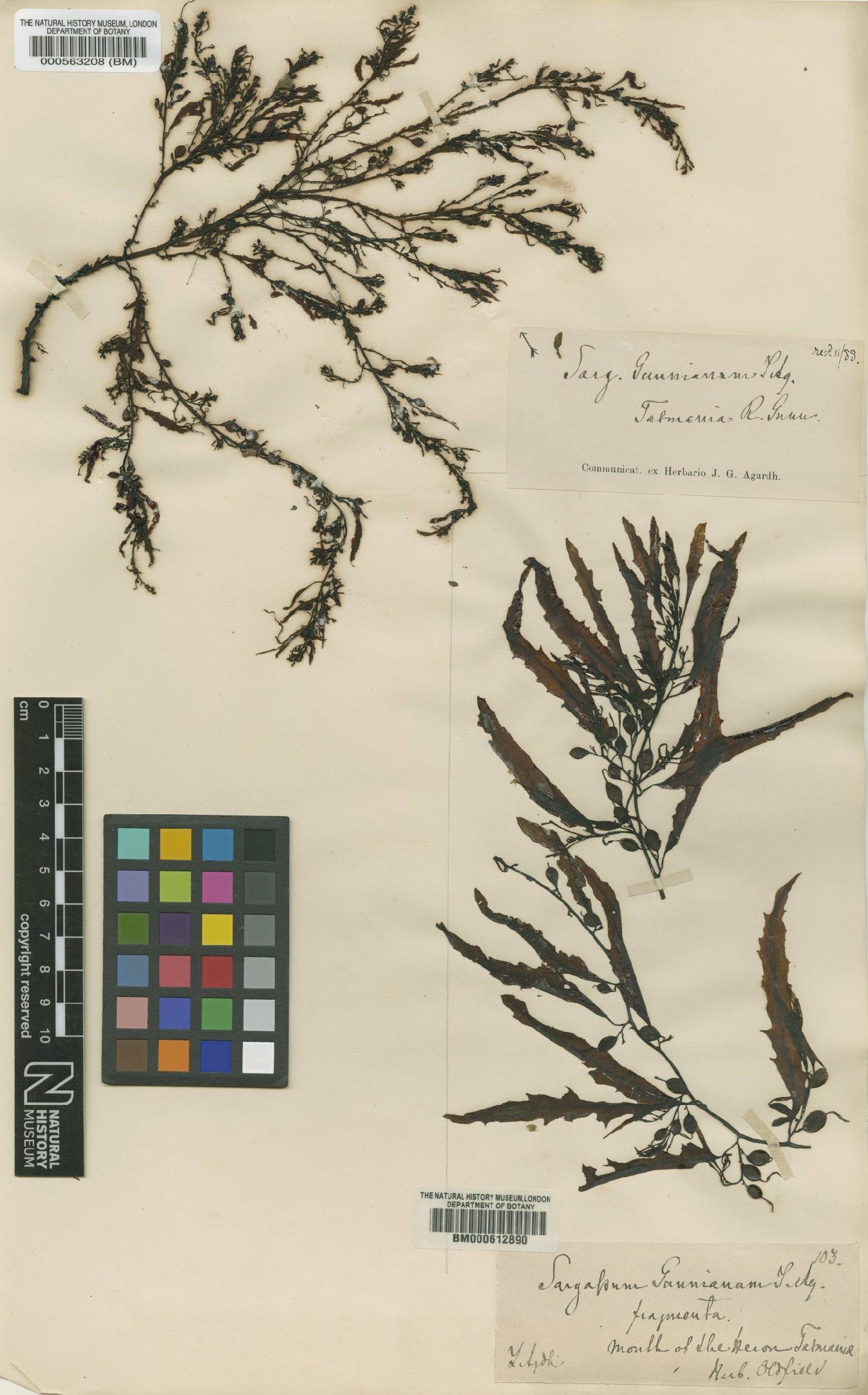 To NHMUK collection (Sargassum paradoxum (R.Br. ex Turner) Gaillon; NHMUK:ecatalogue:4725518)