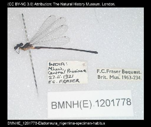 Elattoneura nigerrima (Laidlaw, 1917) - BMNHE_1201778-Elattoneura_nigerrima-specimen-habitus