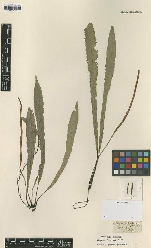 Blechnum patersonii (R.Br.) Mett. - BM001048211