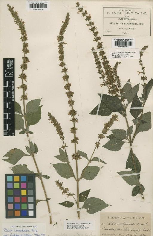 Salvia xalapensis Benth. - BM000811278
