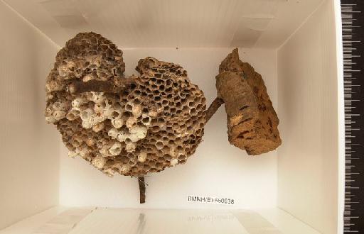 Vespidae - Hymenoptera Nest BMNH(E) 650838