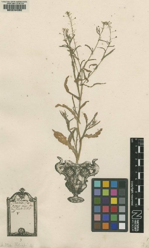 Thlaspi bursa-pastoris L. - BM000646268