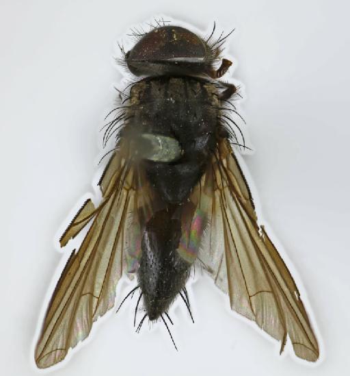 Ebenia fumata (van der Wulp, 1895) - Ebenia fumata HT dorsal