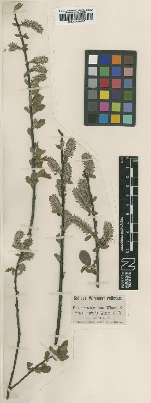Salix nigricans Sm. - BM001066893