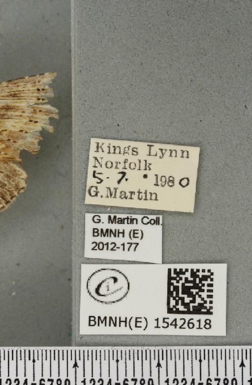 Pterostoma palpina palpina (Clerck, 1759) - BMNHE_1542618_label_246889