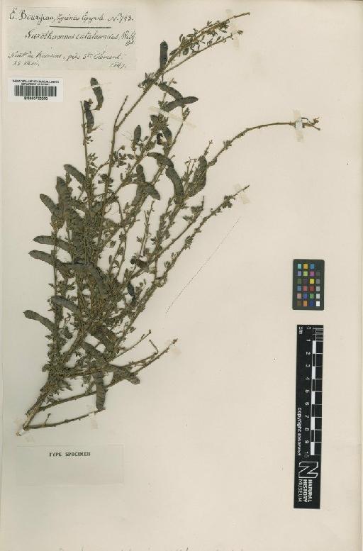 Cytisus ingramii Blakelock - BM000750870