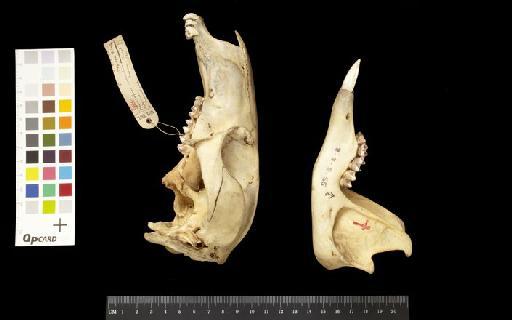 Macropus robustus reginae Schwarz, 1910 - 1908.8.8.55_Skull_Lateral