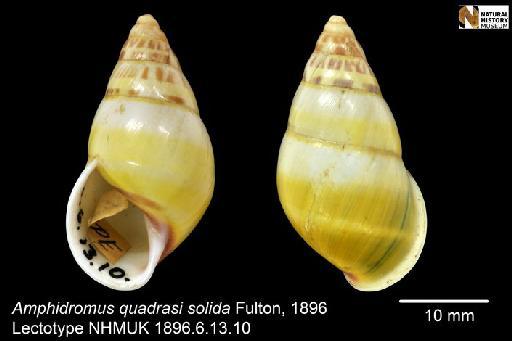 Amphidromus quadrasi solida Fulton, 1896 - 1896.6.13.10, LECTOTYPE, Amphidromus quadrasi solida Fulton, 1896