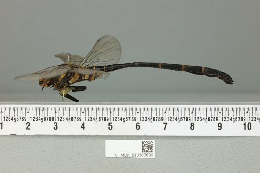 Chlorogomphus selysi Fraser, 1929 - 013383690_lateral