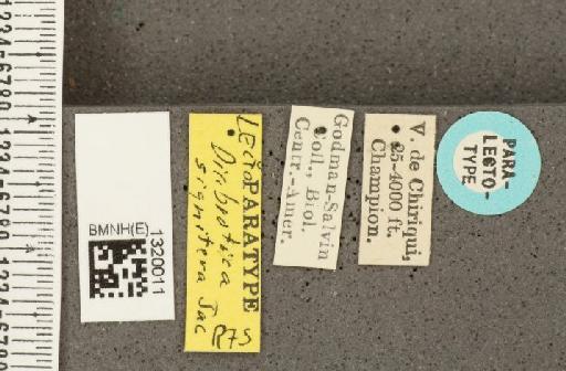 Diabrotica signifera Jacoby, 1887 - BMNHE_1320011_label_18047
