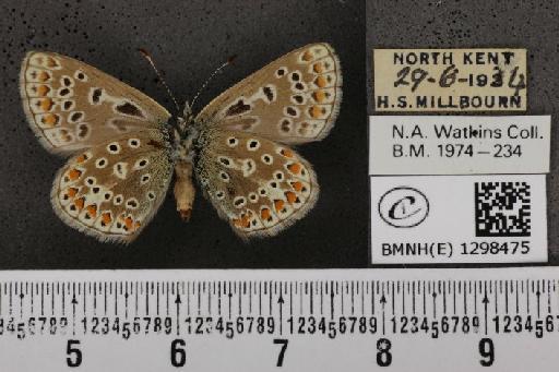 Polyommatus icarus icarus ab. elongata Tutt, 1910 - BMNHE_1298475_149051