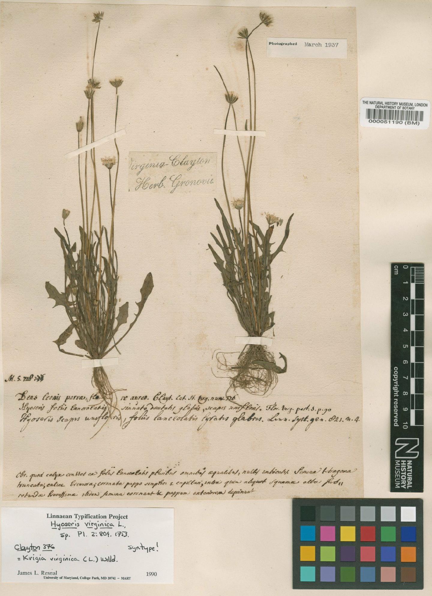 To NHMUK collection (Hyoseris virginica L.; Original material; NHMUK:ecatalogue:4740426)
