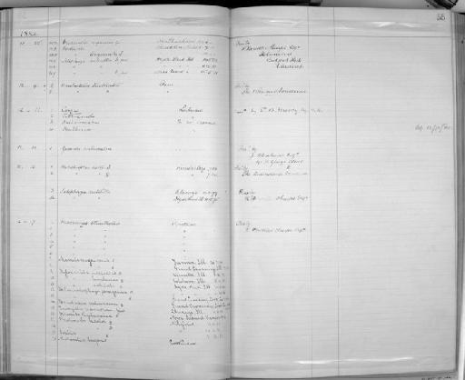 Melithreptus laetior northi = coongani - Zoology Accessions Register: Aves (Skins): 1884 -1888: page 55