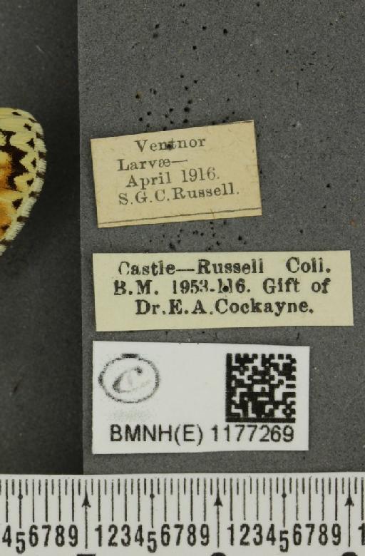 Melitaea cinxia (Linnaeus, 1758) - BMNHE_1177269_label_49284