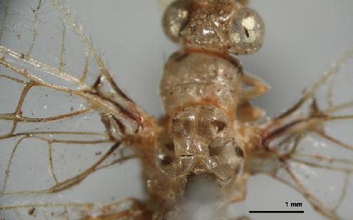 Leucochrysa dolichocera Navás - Allochrysa dolichocera BMNHE 1241761 mesothorax