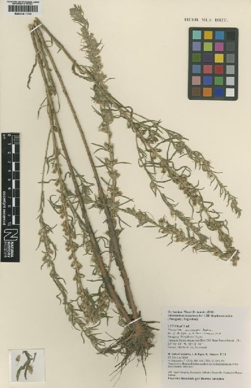 Lythraceae J.St.-Hil. - BM000817206