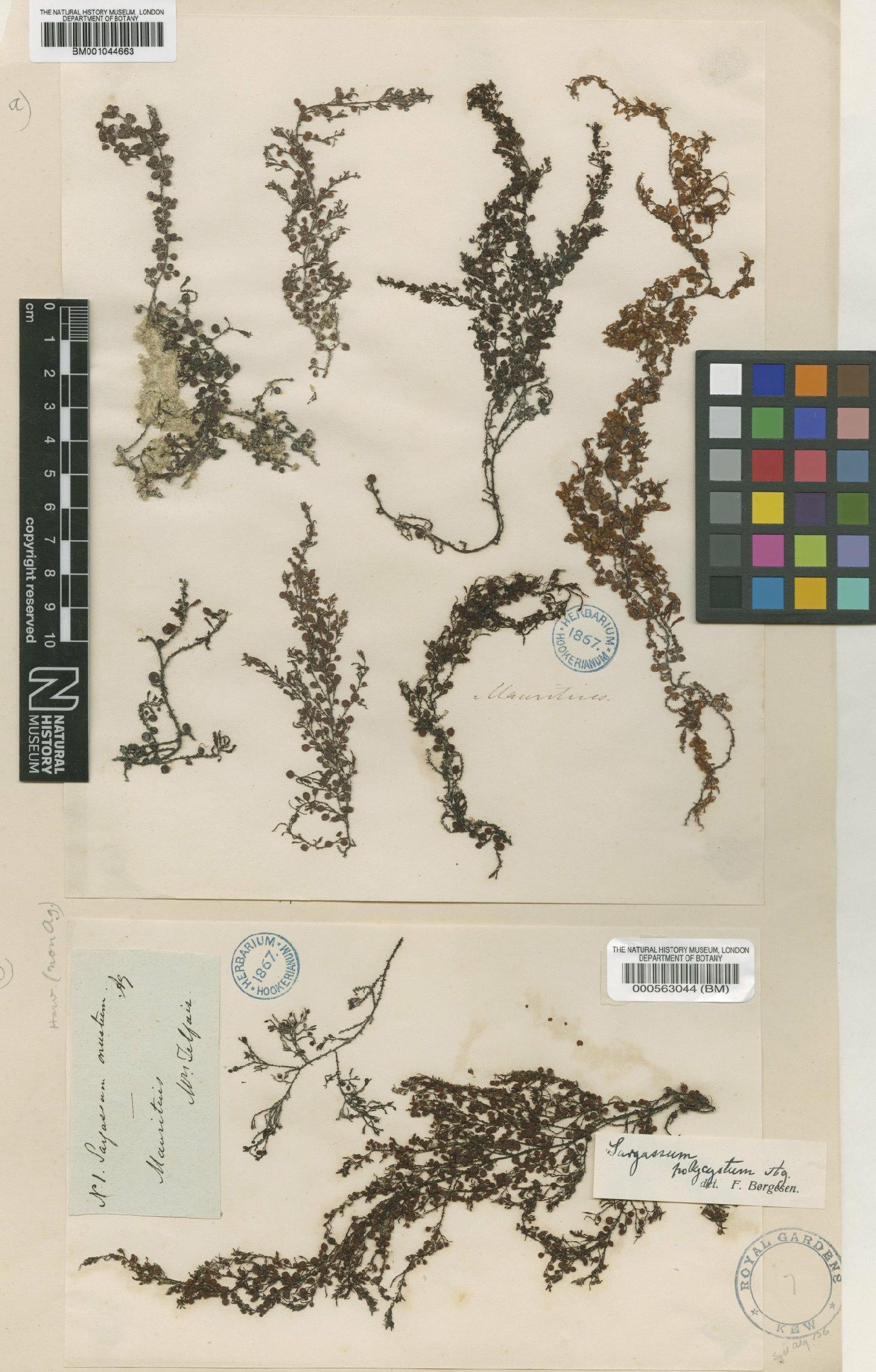 To NHMUK collection (Sargassum polycystum C.Agardh; Syntype; NHMUK:ecatalogue:4722156)