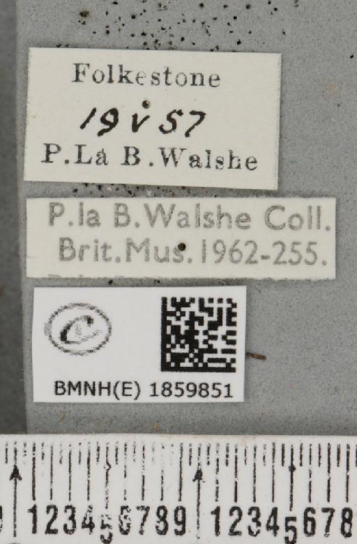 Pseudopanthera macularia (Linnaeus, 1758) - BMNHE_1859851_label_430188