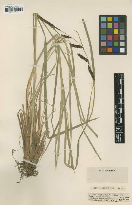 Carex elata All. × C. acuta L. - BM001067143