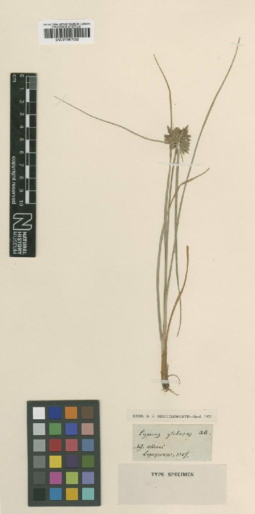 Cyperus flavidus Retz. - BM001067022