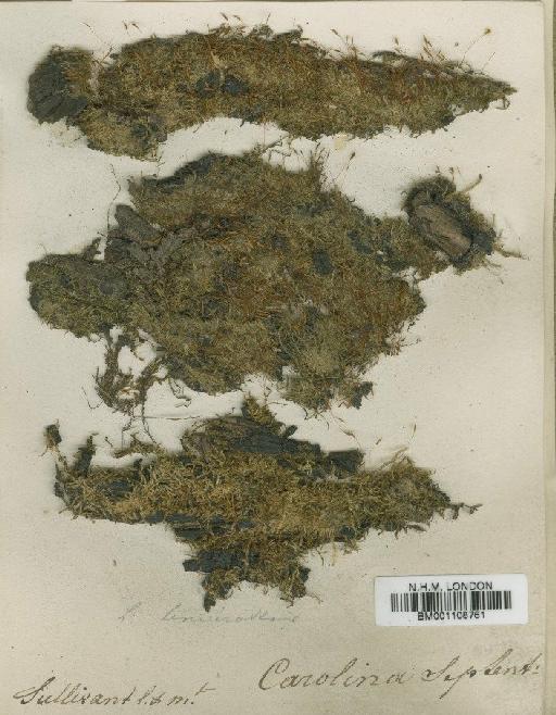 Pylaisiadelpha tenuirostris (Bruch & Schimp. ex Sull.) W.R.Buck - BM001108761